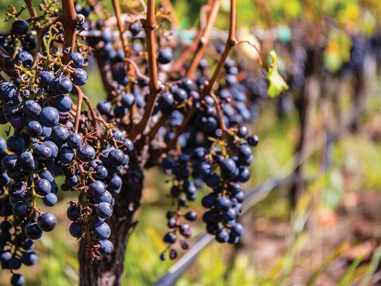 shutterstock_460891846